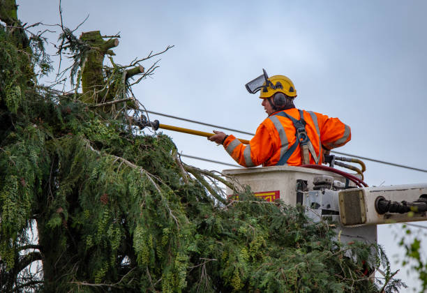 Professional Tree Care in Truth Or Consequences, NM