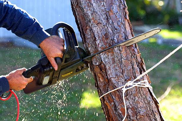 How Our Tree Care Process Works  in  Truth Or Consequences, NM